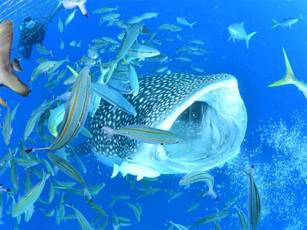 Whale Shark Diving